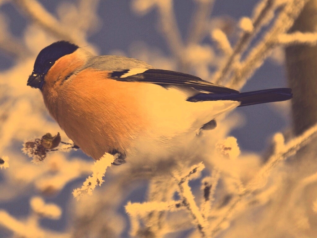 Снегирь на ветке обои