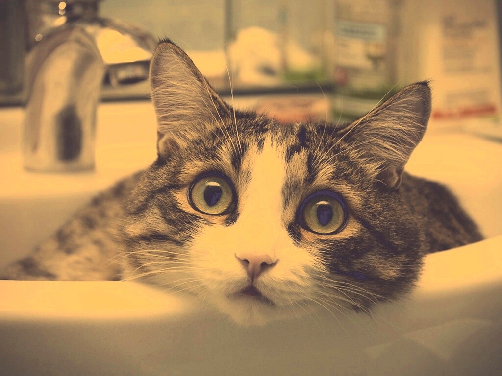 Кошак выглядывает из раковины обои