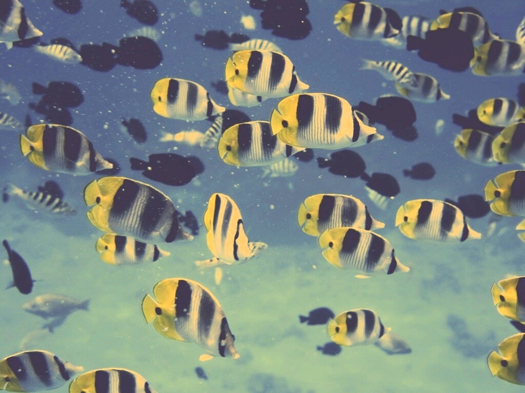 Косяк тропических рыбок обои
