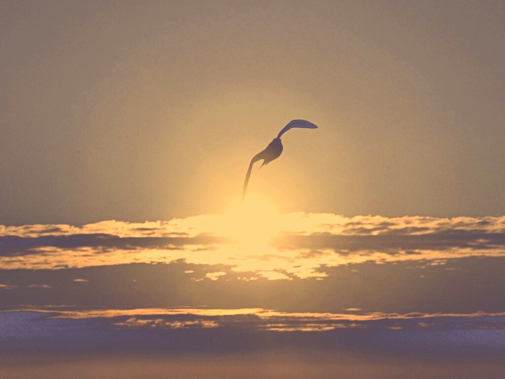 Морская чайка обои