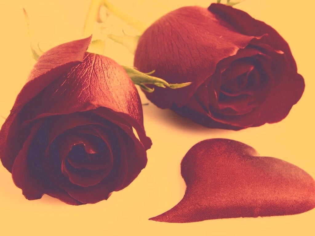 Две красные розы обои