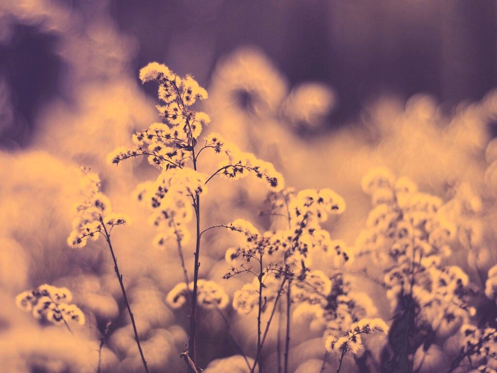 Сиреневые цветы обои