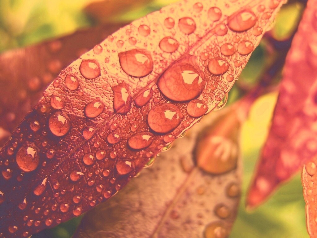Капли росы на красных листьях обои