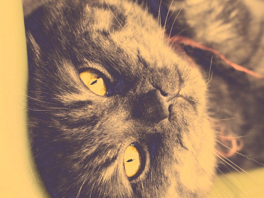 Игривый котёнок обои