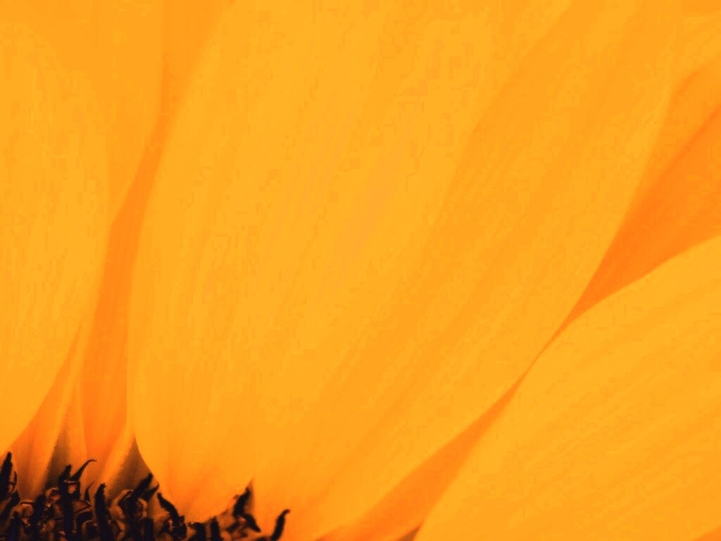 Жёлтый цветок обои