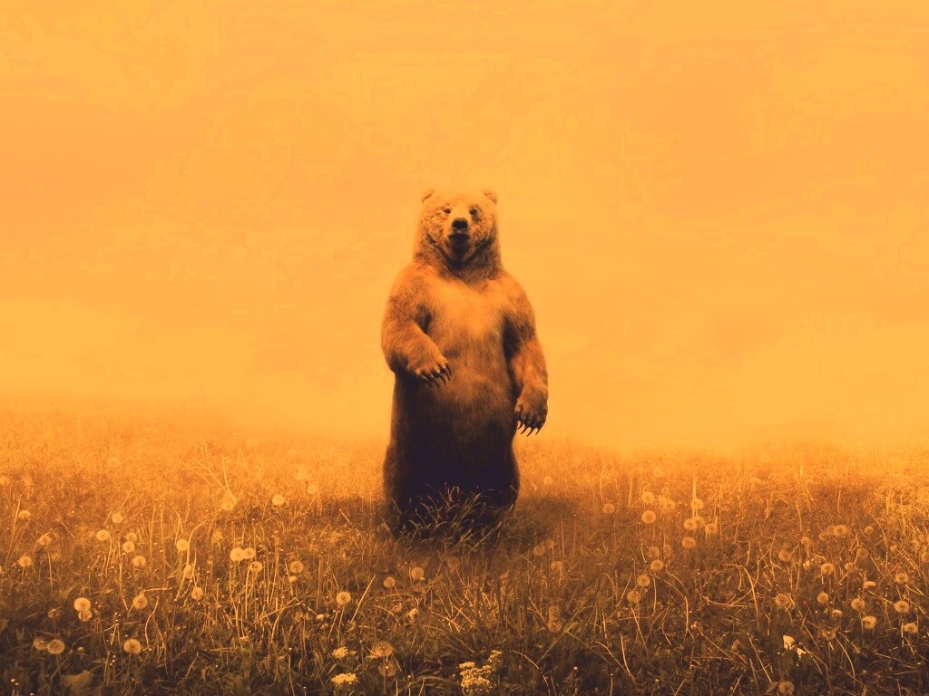 Медведь в одуванчиковом поле обои