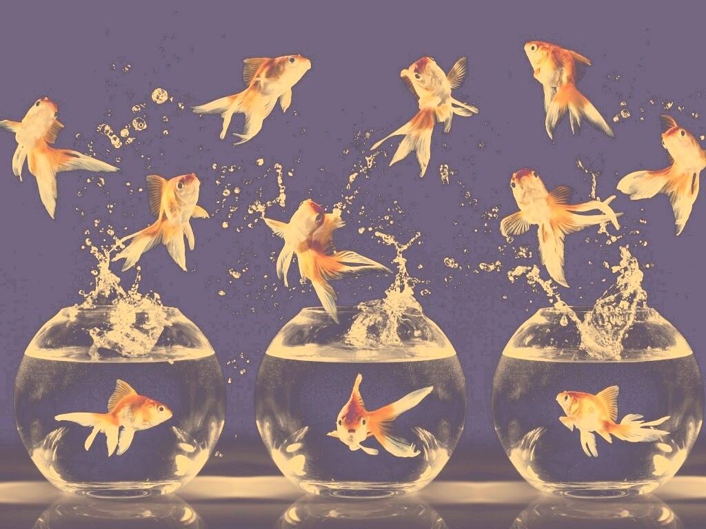 Аквариумы жонглируют рыбами обои