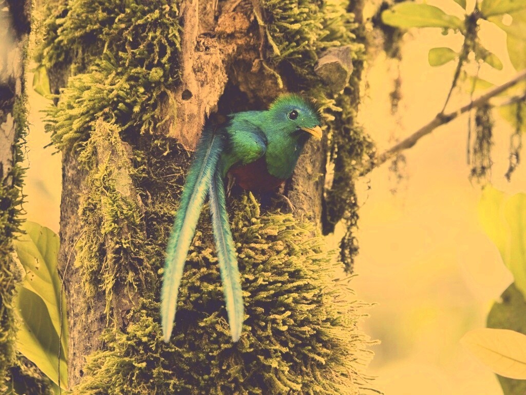 Райская птица в дупле обои