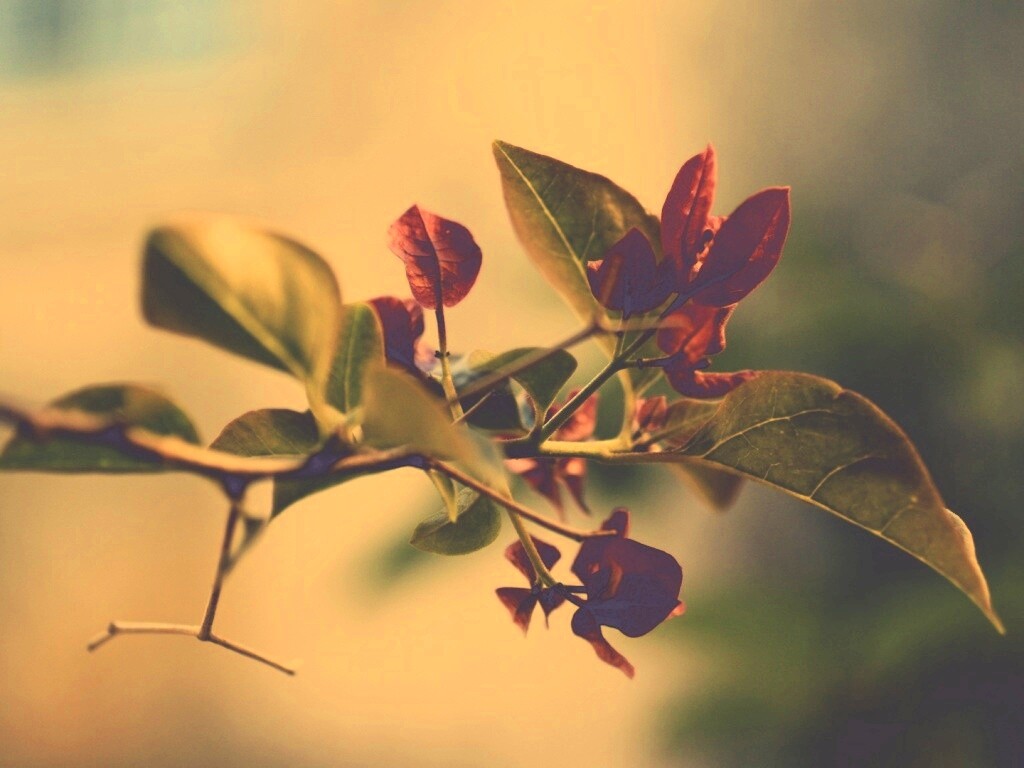 Разноцветные листья обои