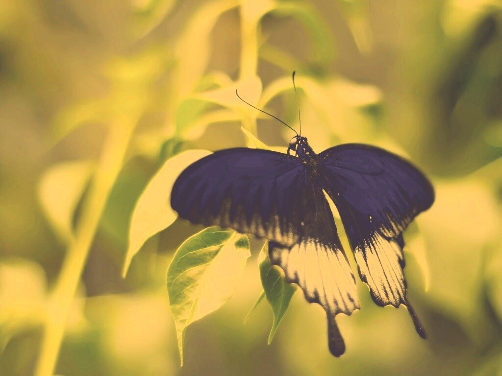 Бабочка с чёрно-белыми крыльями обои