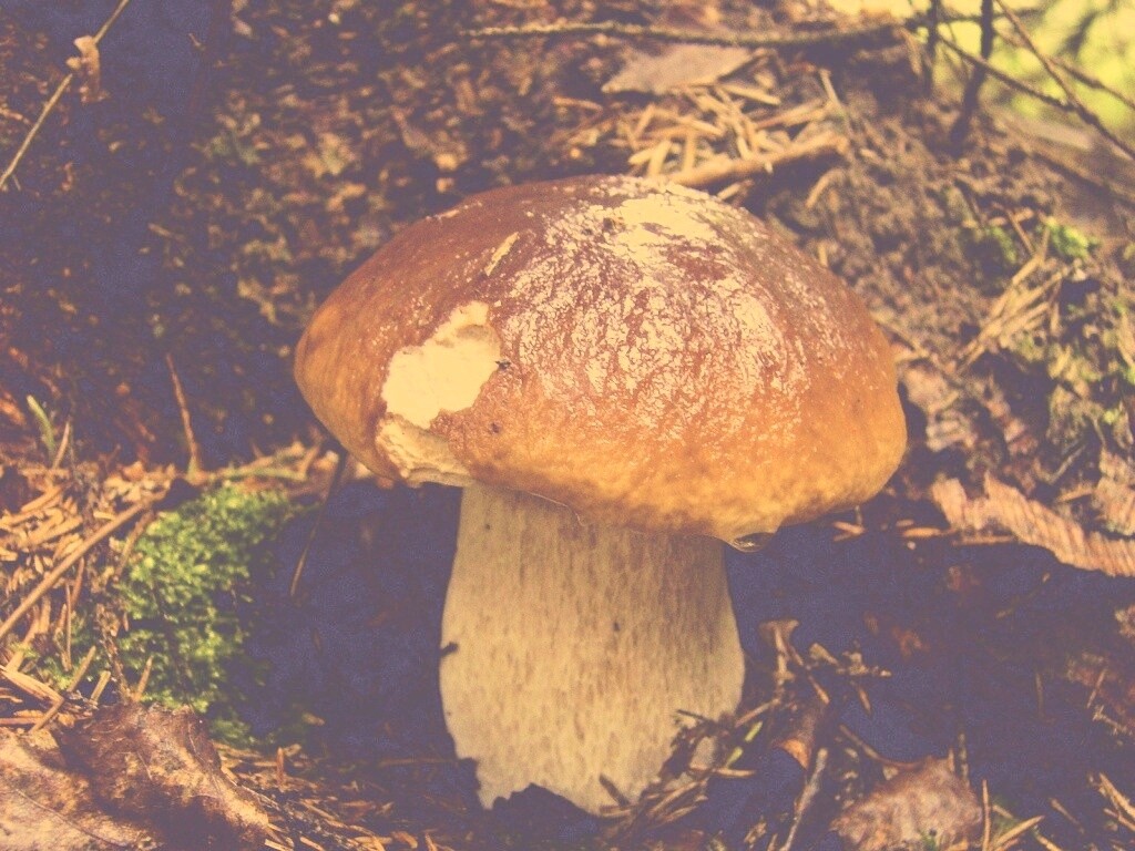 Белый гриб обои