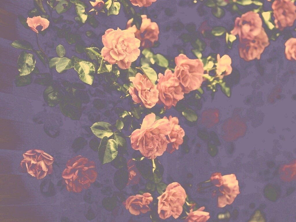 Розовый куст обои