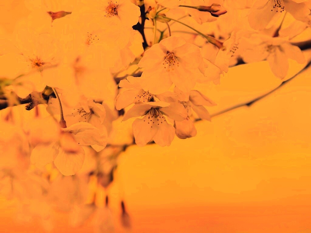 Цветение вишни обои