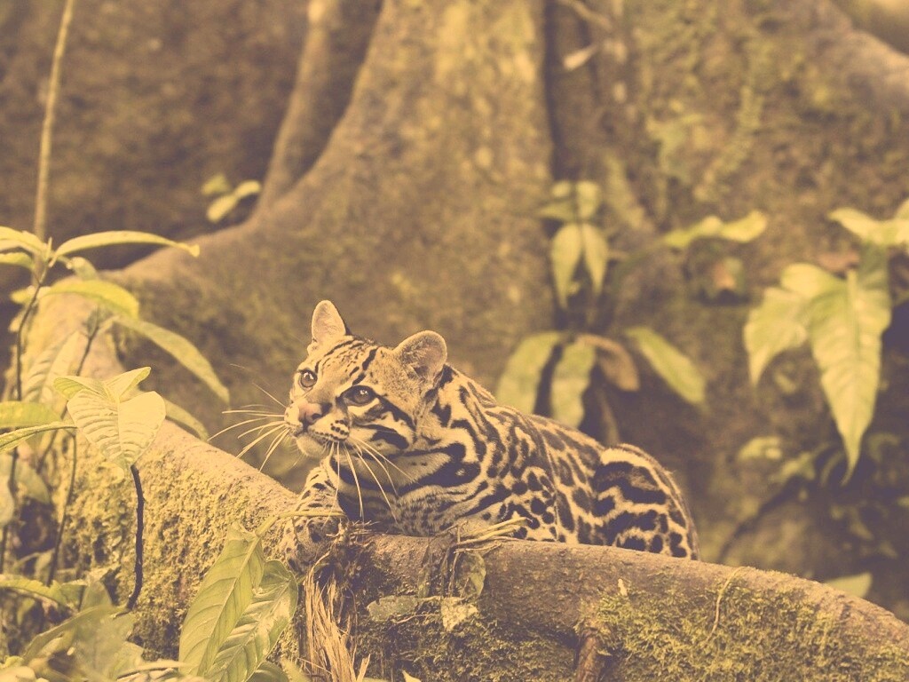 Оцелот обои