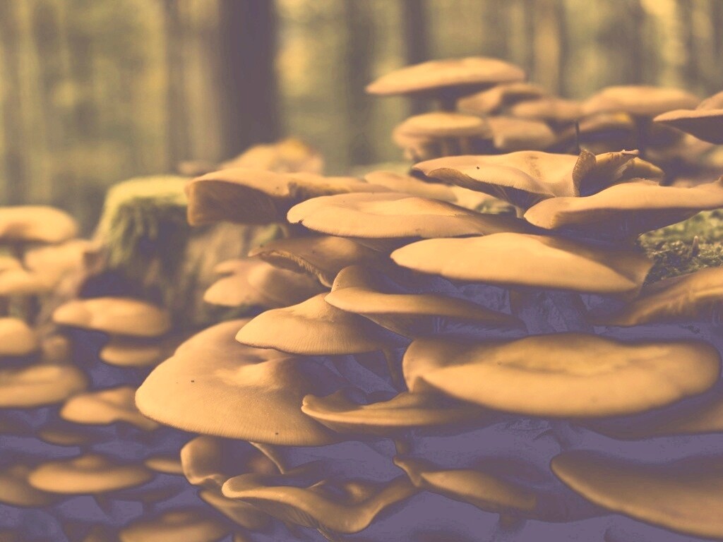 Лесные грибы на пне обои