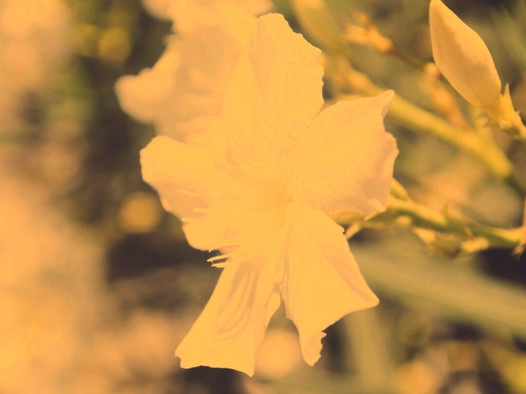 Эухарис, амазонская лилия обои