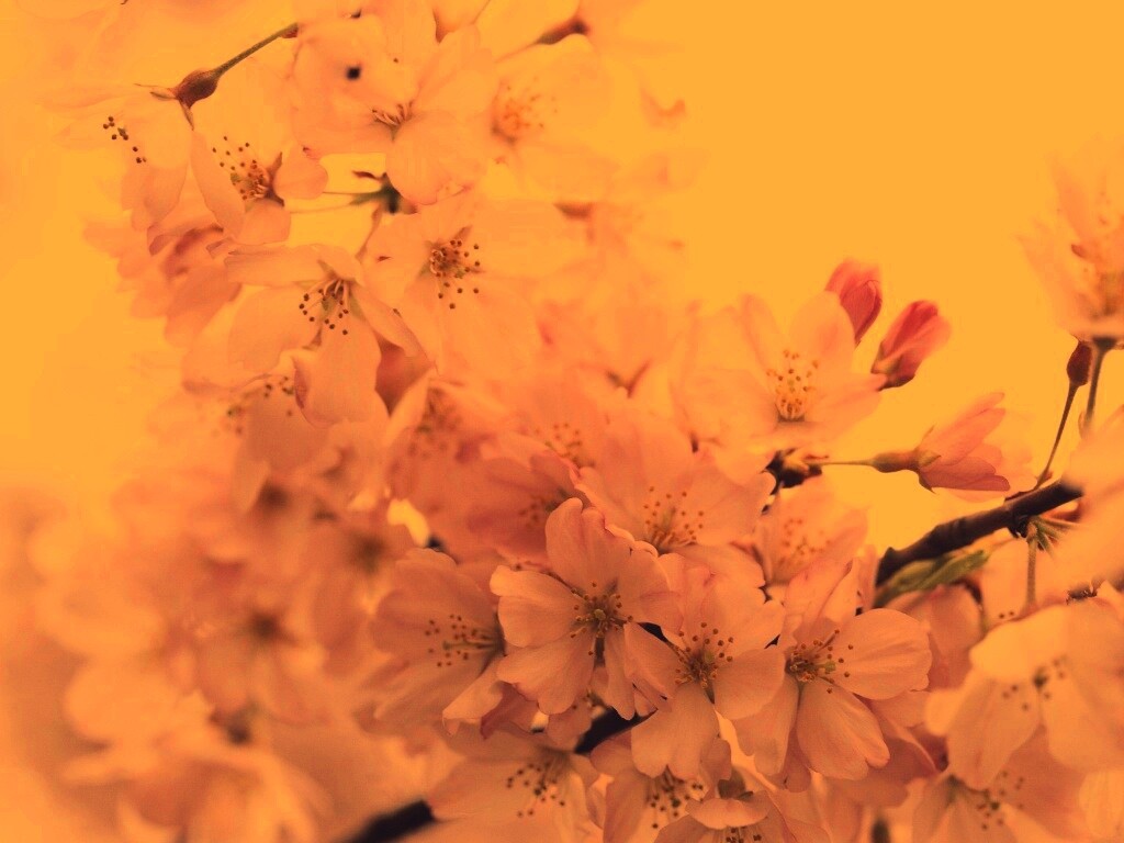 Цветение вишни обои