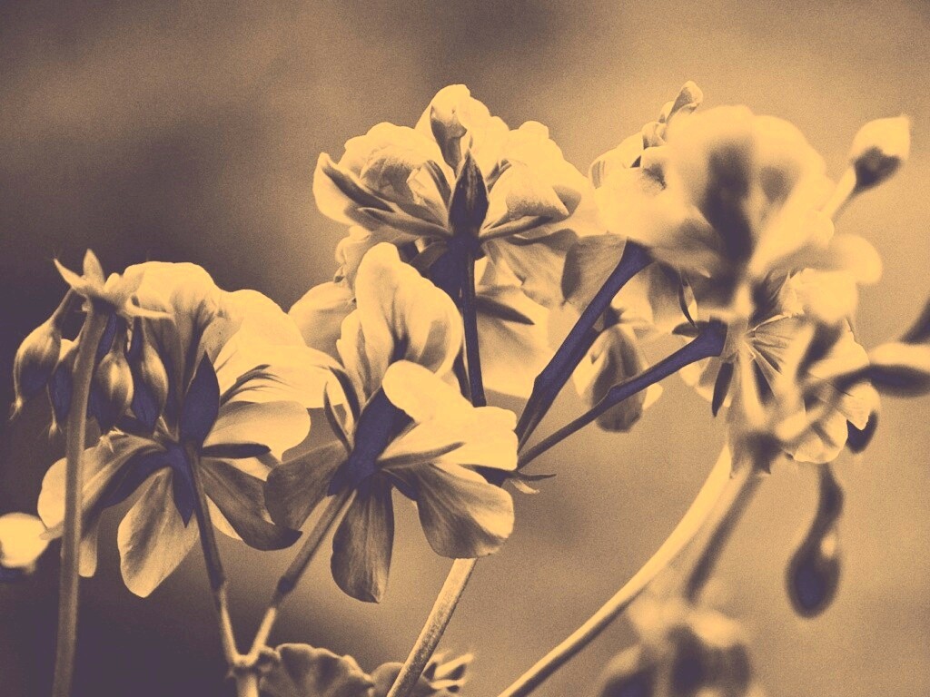 Чёрно-белое фото цветов обои