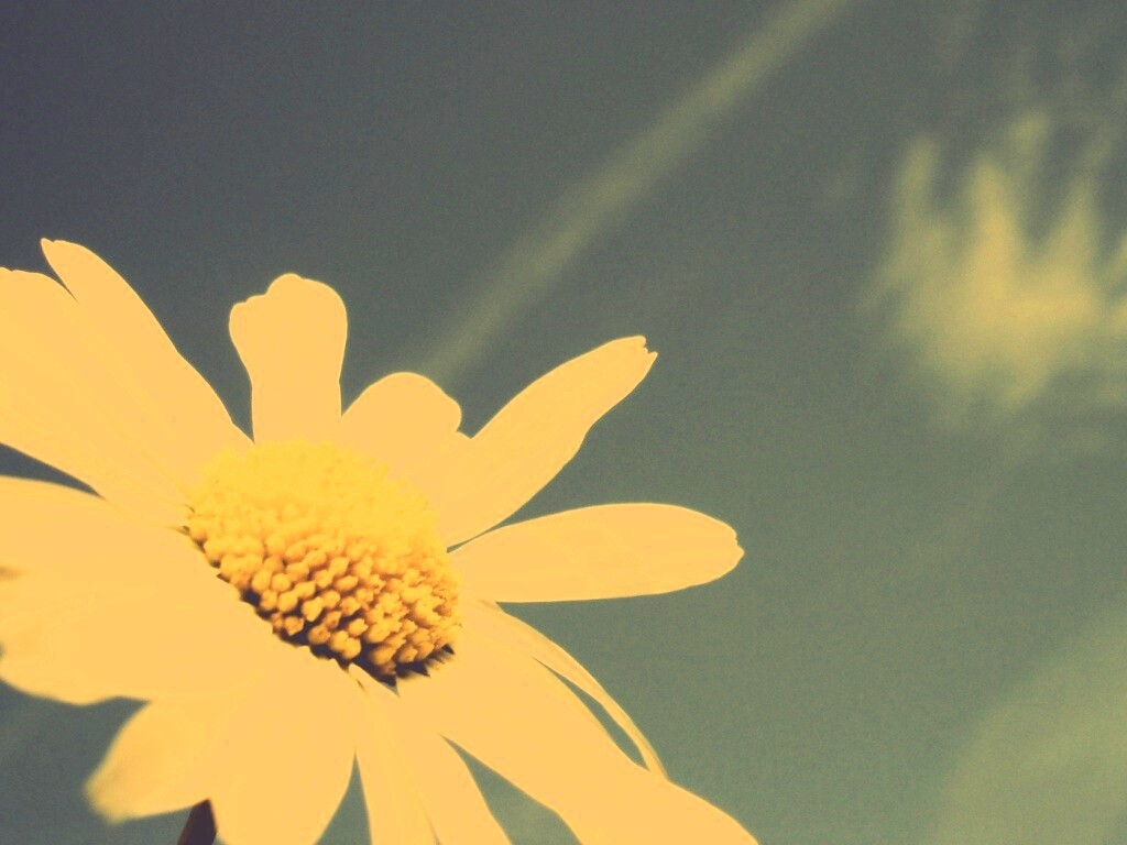 Ромашка на фоне синего неба обои