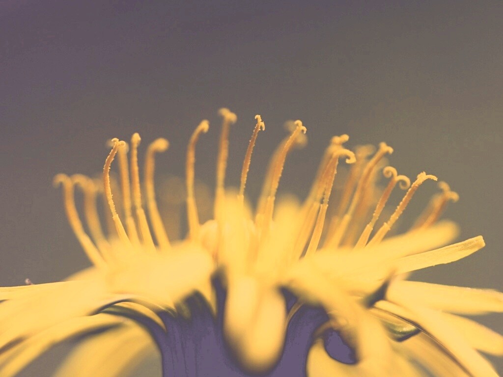 Тычинки обои