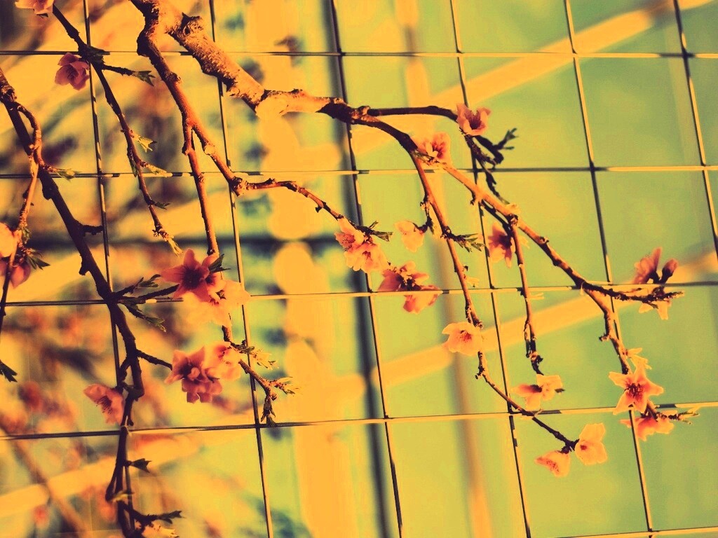 Ветка за сеткой обои