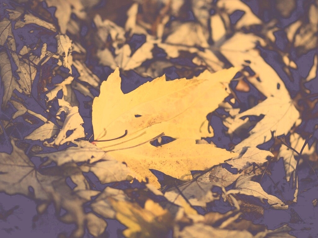 Мёртвая листва обои