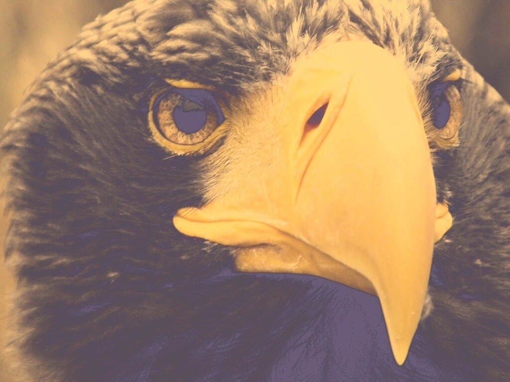 Орёл - птица гордая обои