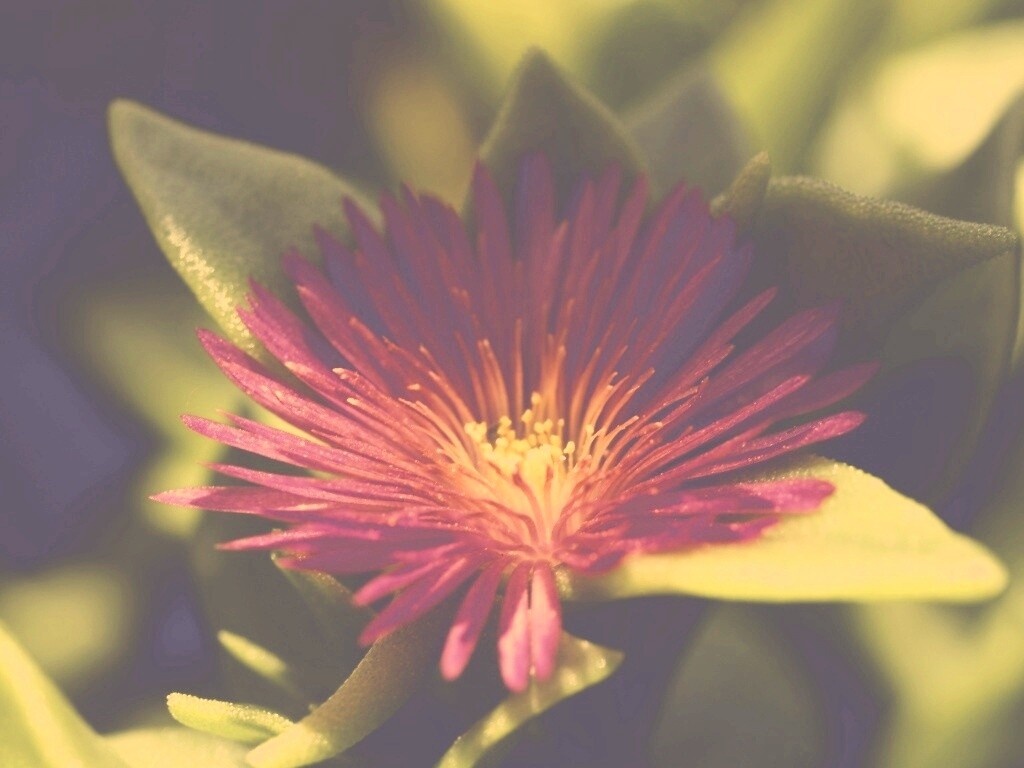 Чудесный цветок обои