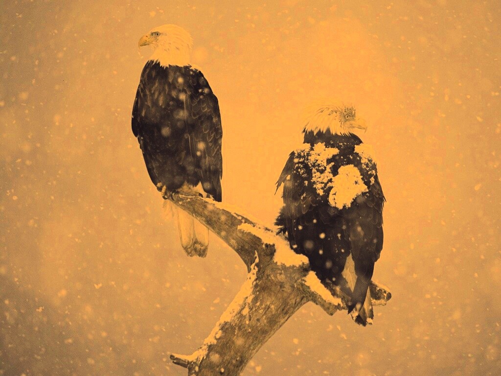 Орлы на ветке в снегопад обои