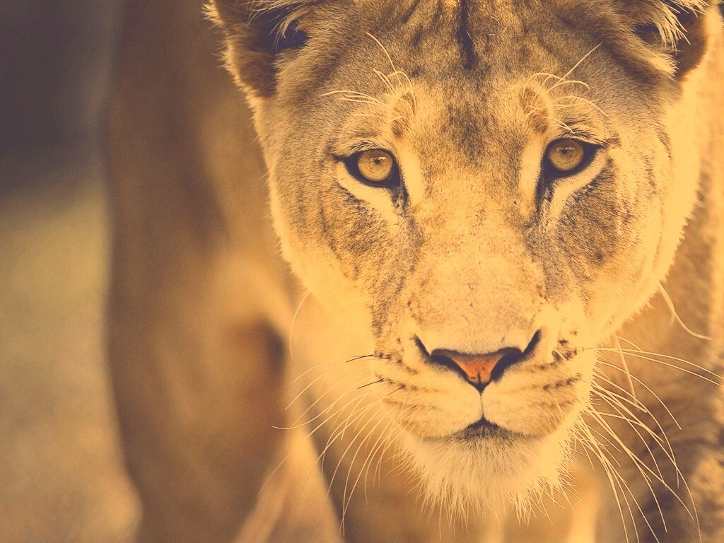 Портрет хищника обои