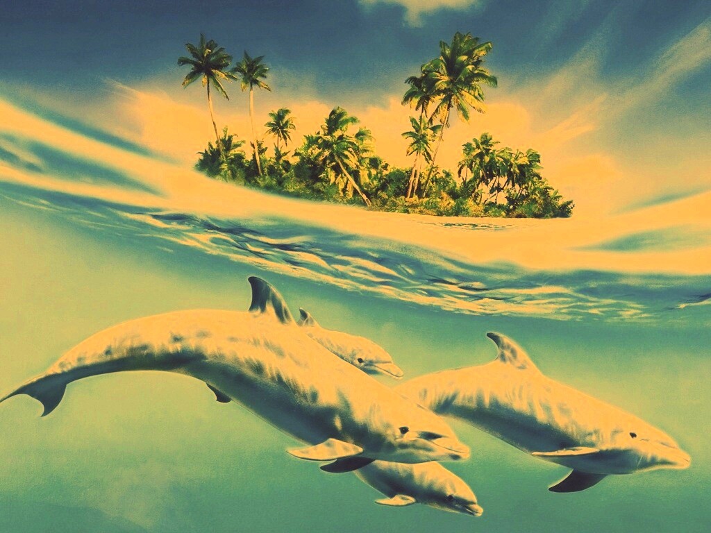 Остров дельфинов обои