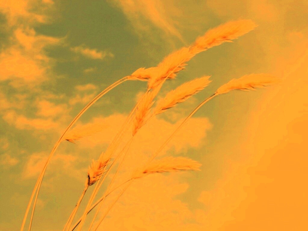 Колосья обои