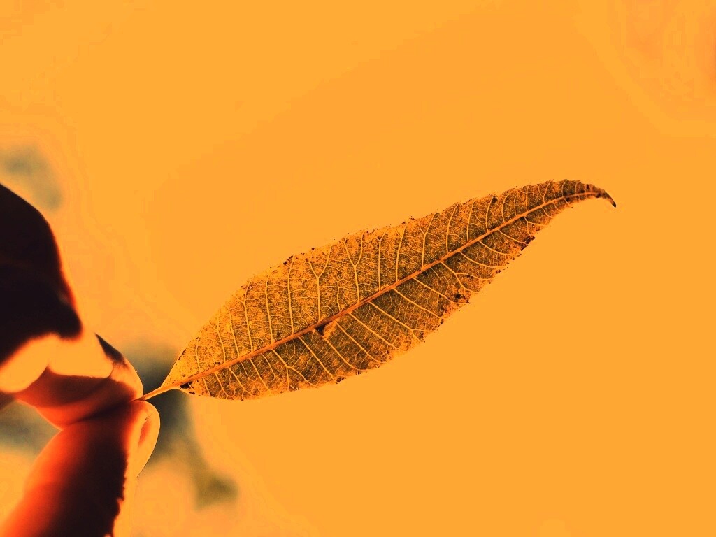 Листик в пальцах обои