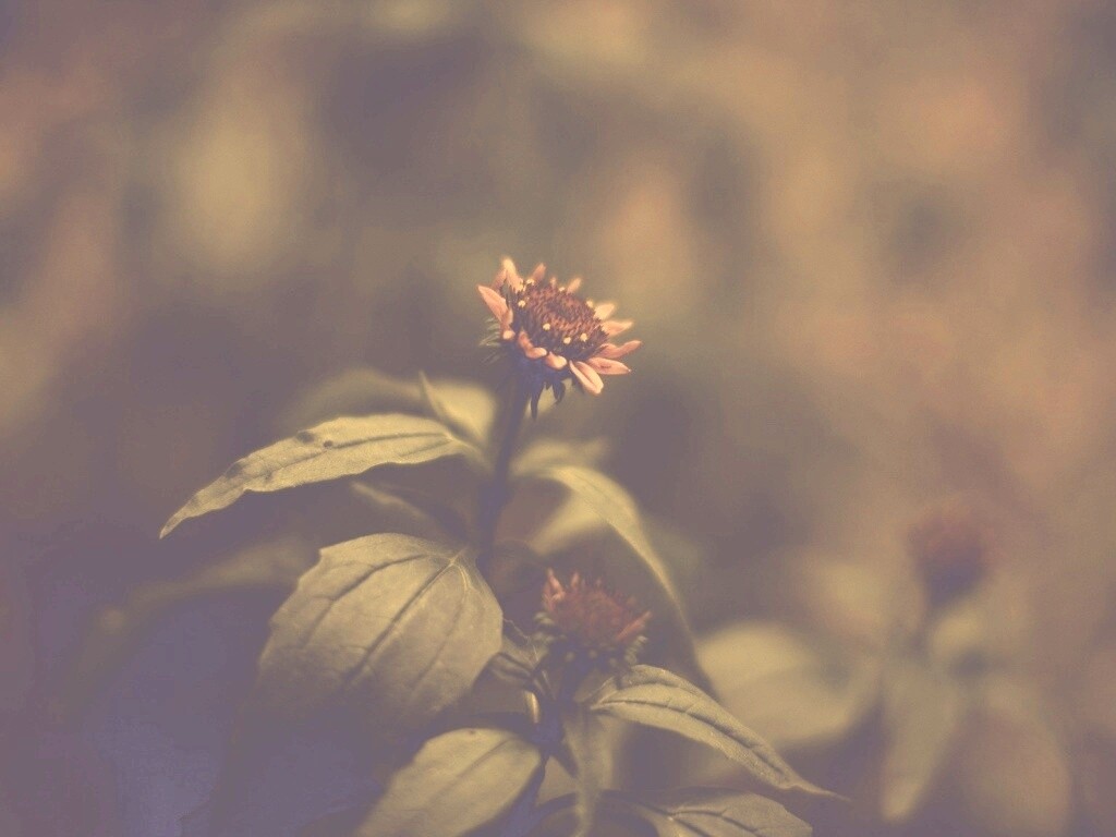 Фотография цветка обои