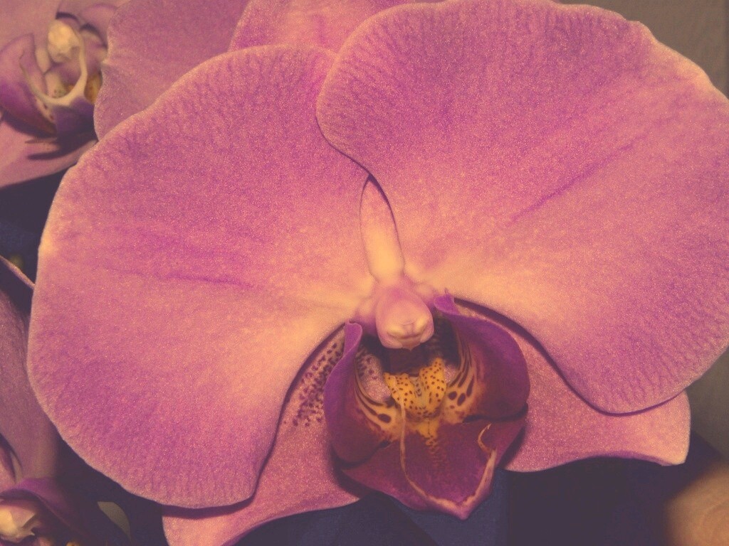 Фиолетовая орхидея обои