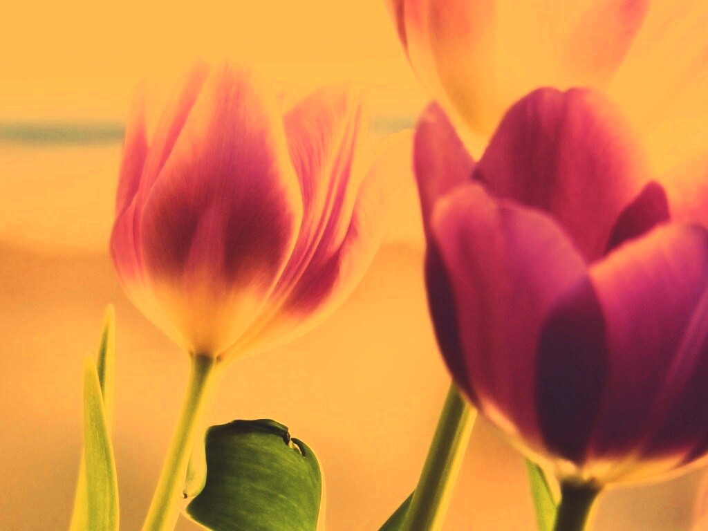 Тюльпаны обои