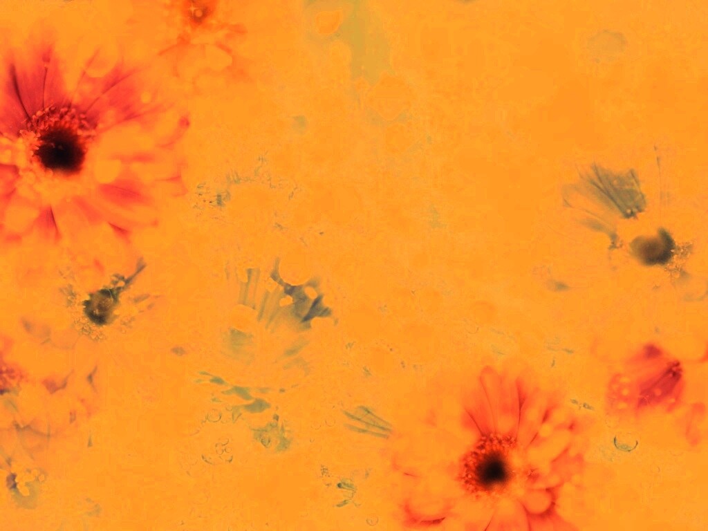 Цветочная эйфория обои