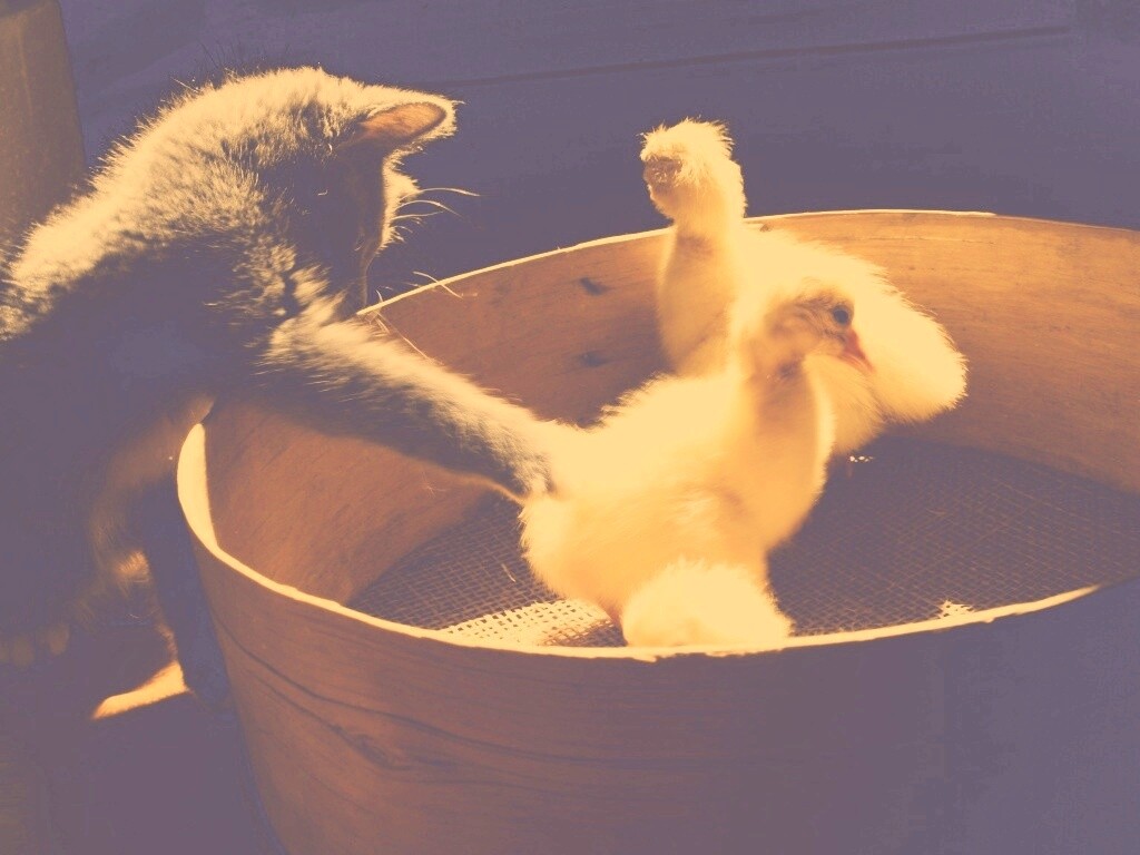 Котенок играет с утятами обои