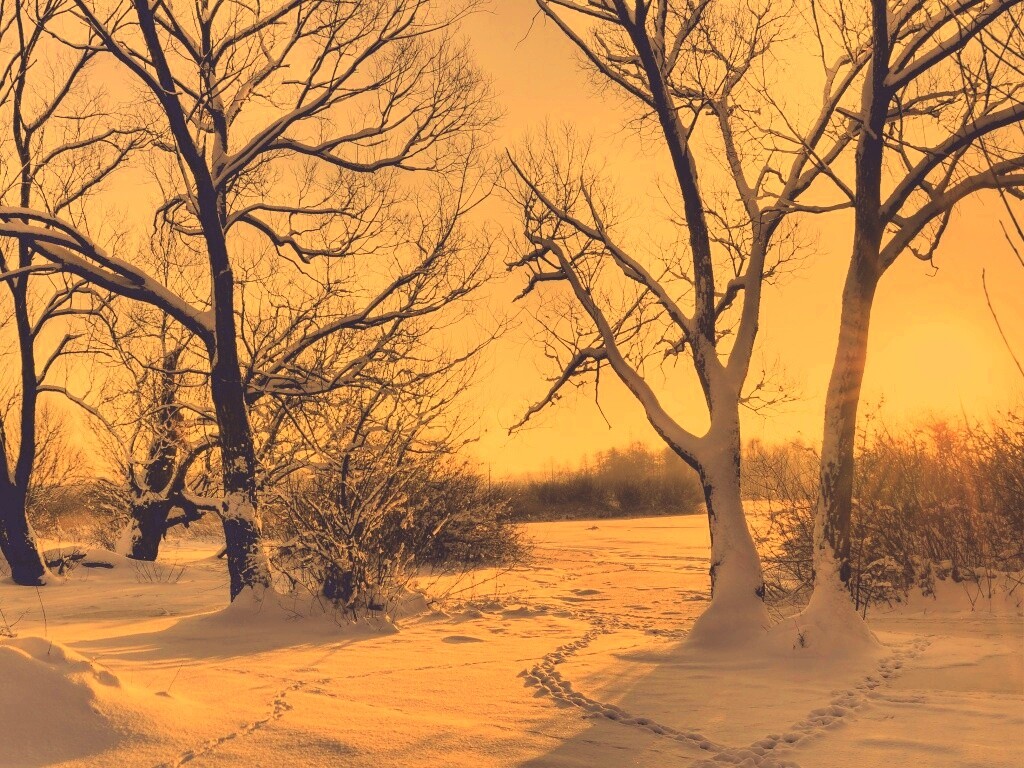 Солнечный свет в зимнем лесу обои