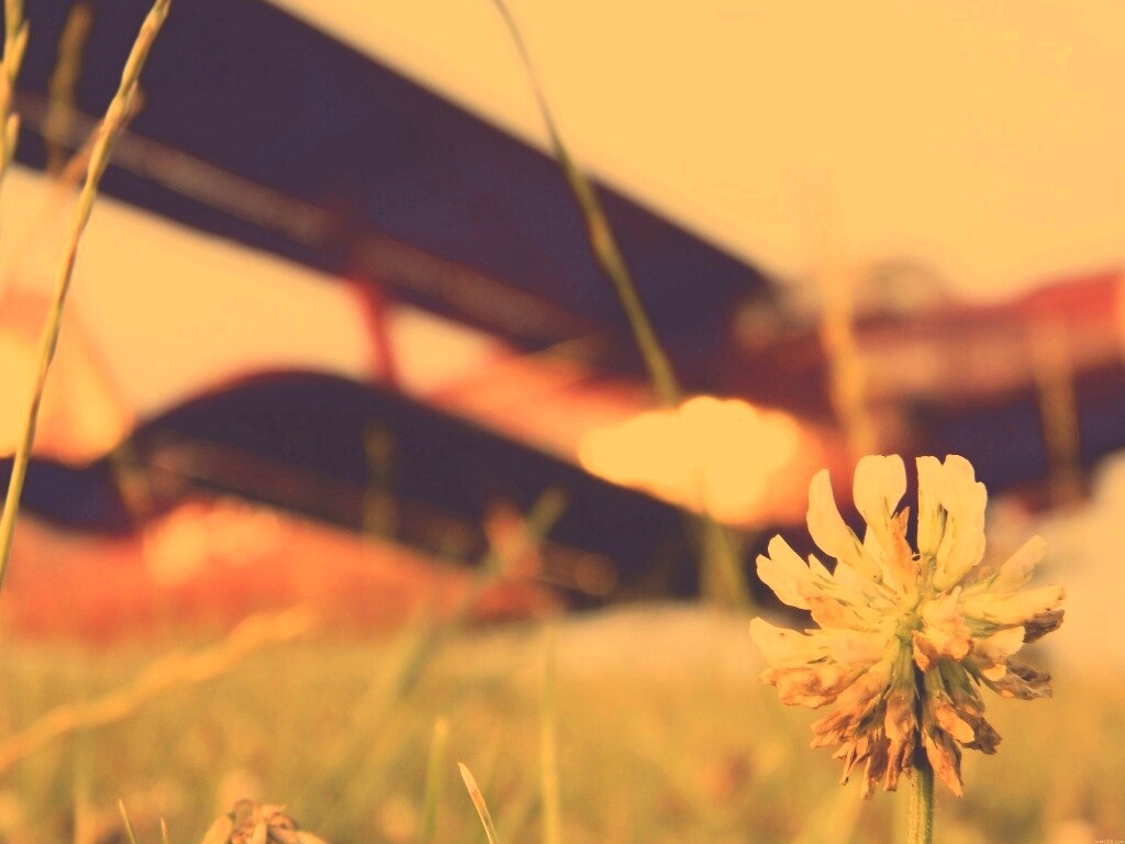 Цветок и красный самолет обои