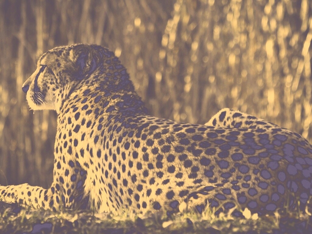 Гепард обои