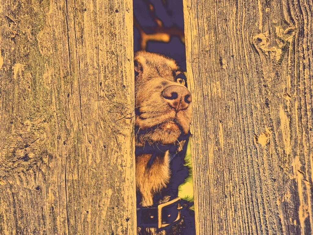 Собака выглядывает из-за забора обои