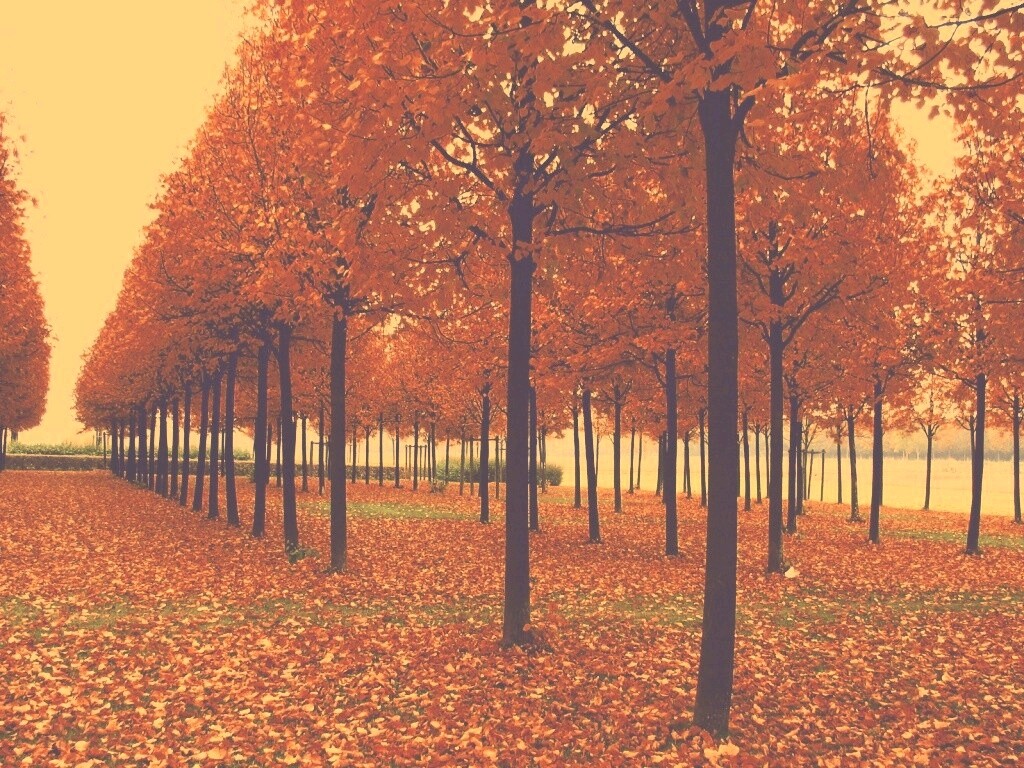 Скачать бесплатно осень обои
