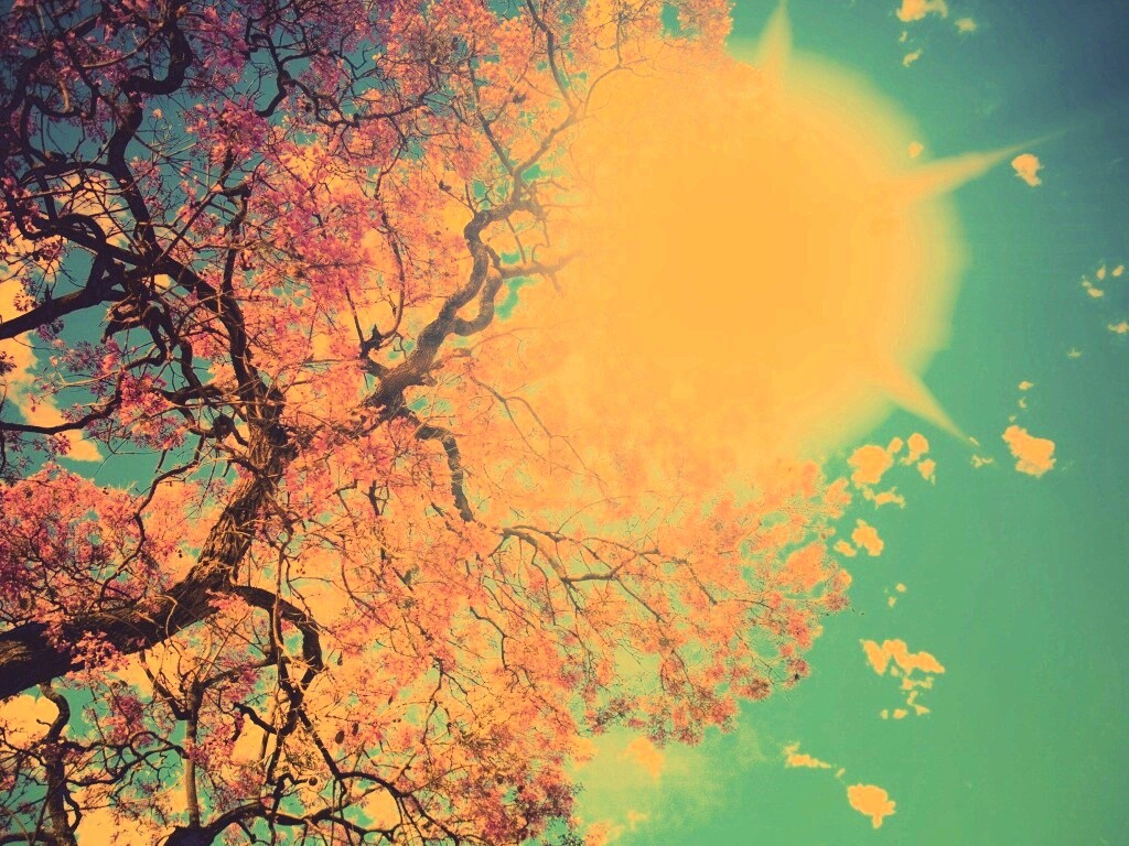 Цветение вишни обои