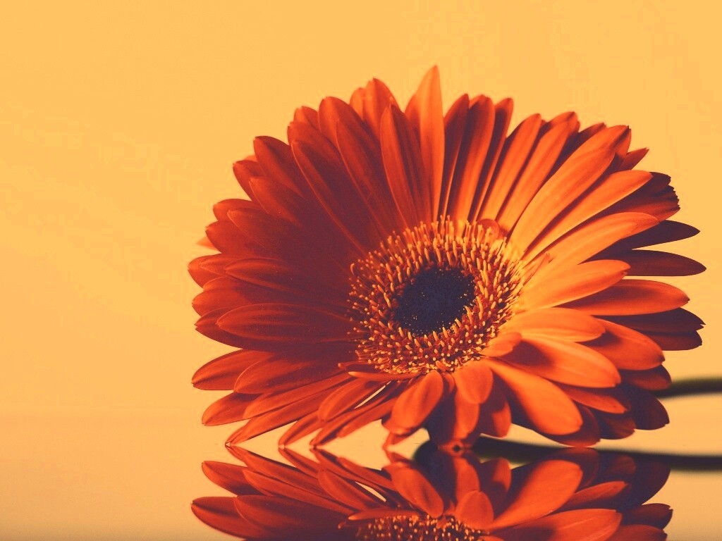 Гербер на стекле обои