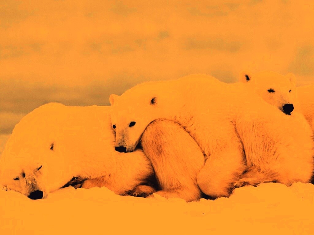 Белые мишки спят обои