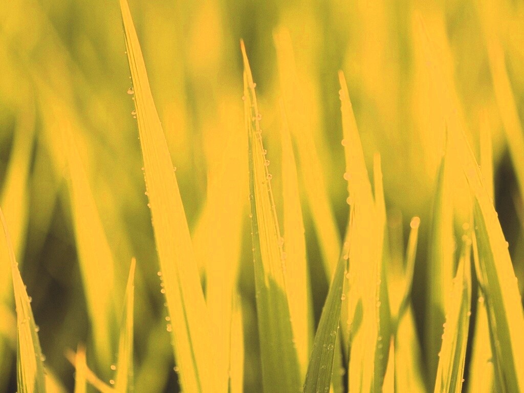 Яркая зеленая трава обои