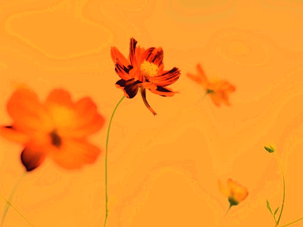 Летние цветы на фоне неба обои