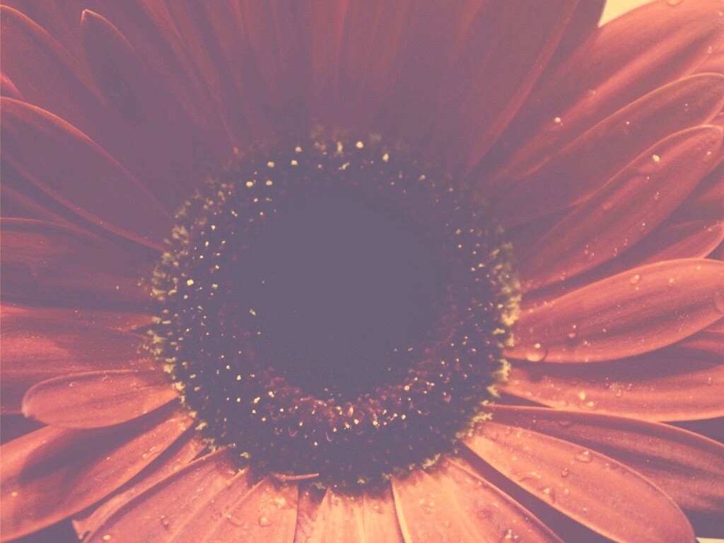 Красная гербера обои