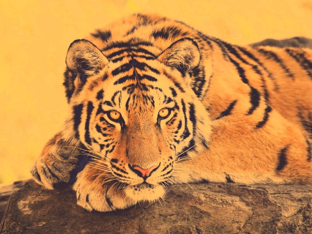 Большая полосатая кошка обои